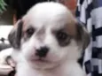 Machinho 2