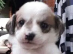 Cachorro raça SRD idade Abaixo de 2 meses nome Machinho 2