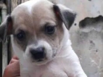 Cachorro ra a SRD idade Abaixo de 2 meses nome machinho 1