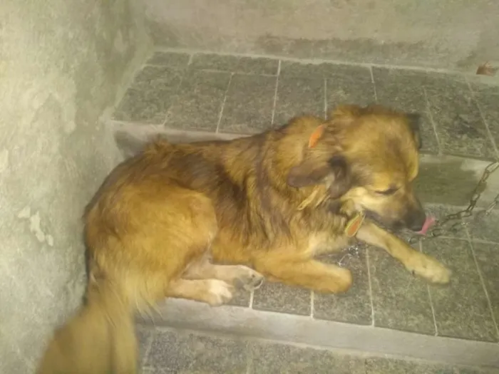 Cachorro ra a Mestiço idade 5 anos nome Max