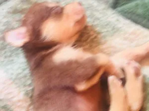 Cachorro raça Vira-lata idade Abaixo de 2 meses nome Sem nome 