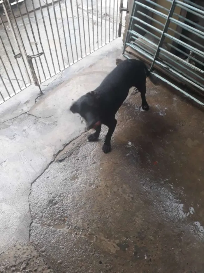 Cachorro ra a RSD idade 2 a 6 meses nome Dick e Safira amarel