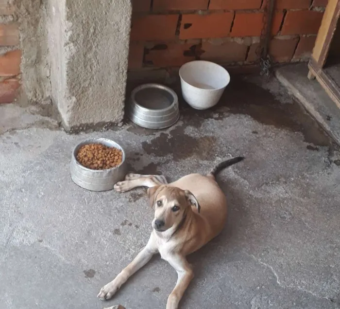 Cachorro ra a RSD idade 2 a 6 meses nome Dick e Safira amarel