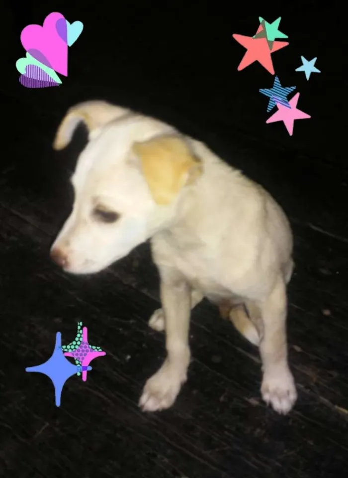 Cachorro ra a SRD idade 2 a 6 meses nome ××× NINO ×××