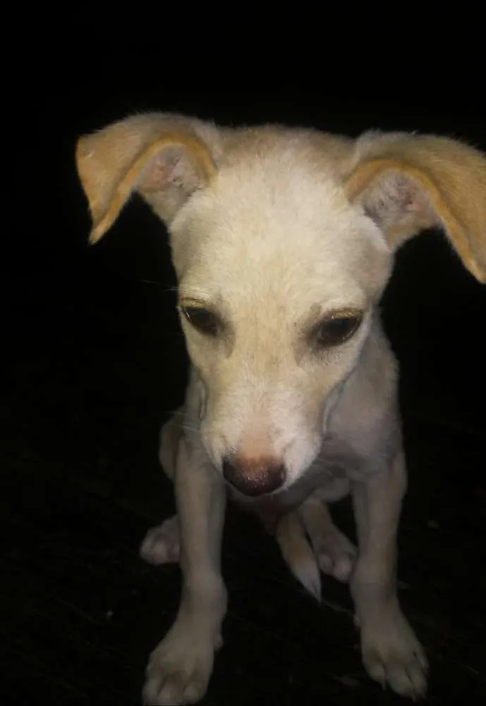 Cachorro ra a SRD idade 2 a 6 meses nome ××× NINO ×××