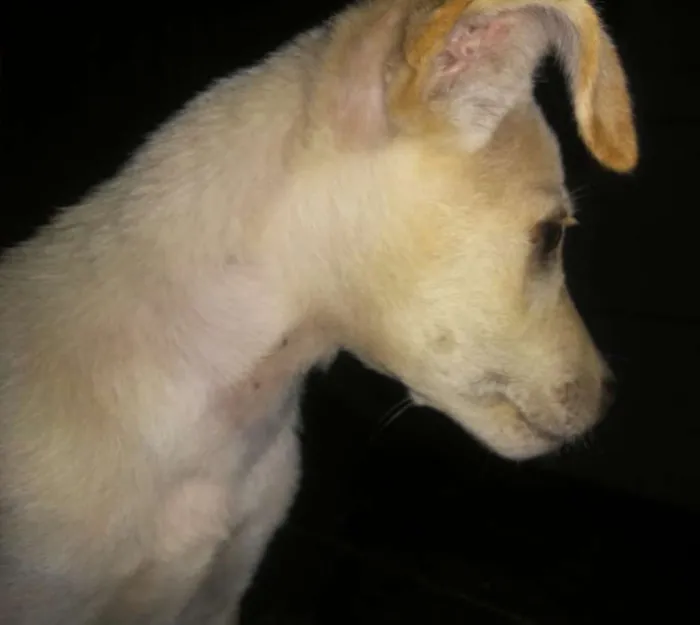 Cachorro ra a SRD idade 2 a 6 meses nome ××× NINO ×××