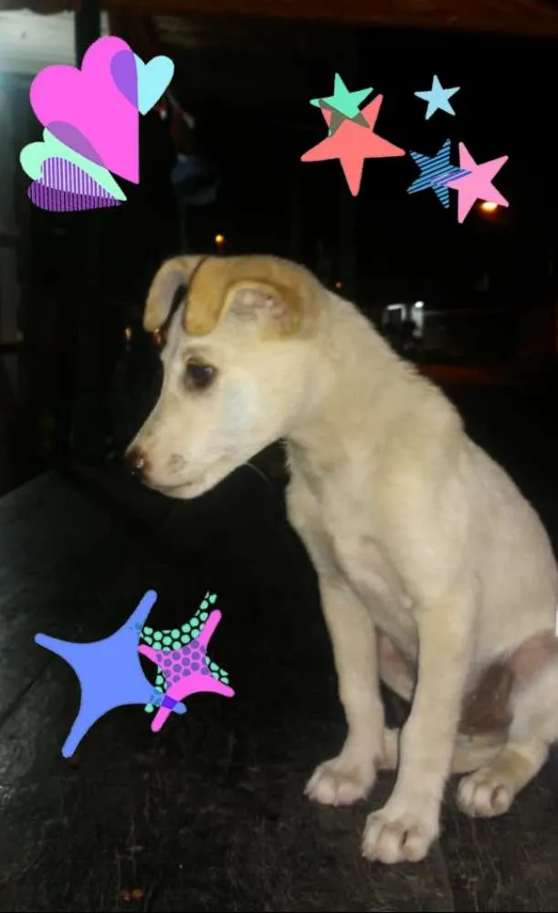 Cachorro ra a SRD idade 2 a 6 meses nome ××× NINO ×××
