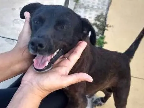 Cachorro ra a SRD idade 3 anos nome × JUJU ×
