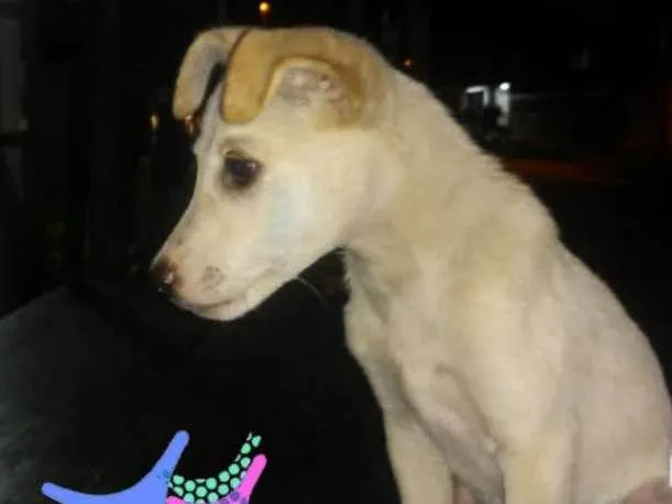Cachorro ra a SRD idade 2 a 6 meses nome ××× NINO ×××