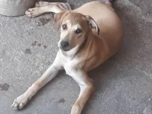 Cachorro raça RSD idade 2 a 6 meses nome Dick e Safira amarel