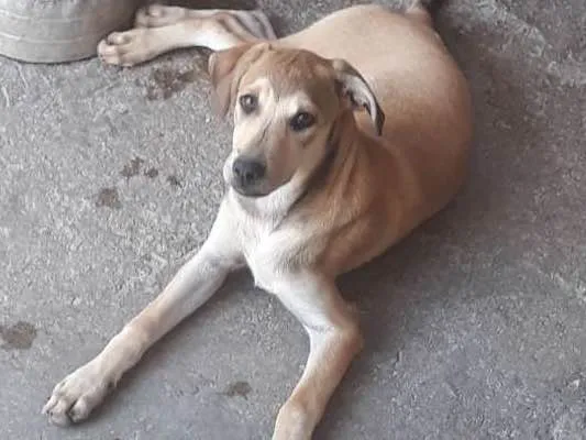 Cachorro ra a RSD idade 2 a 6 meses nome Dick e Safira amarel
