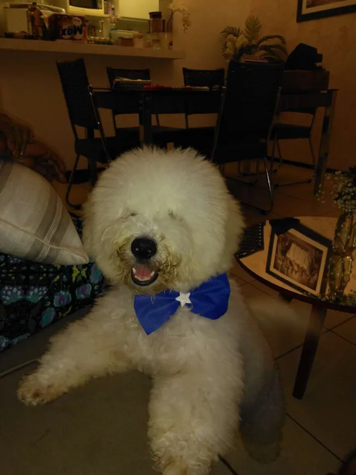 Cachorro raça Poodle idade 7 a 11 meses nome Lufi