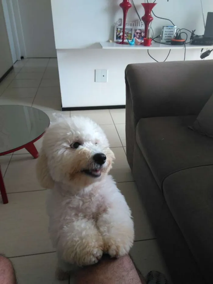 Cachorro raça Poodle idade 7 a 11 meses nome Lufi