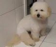 Lufi