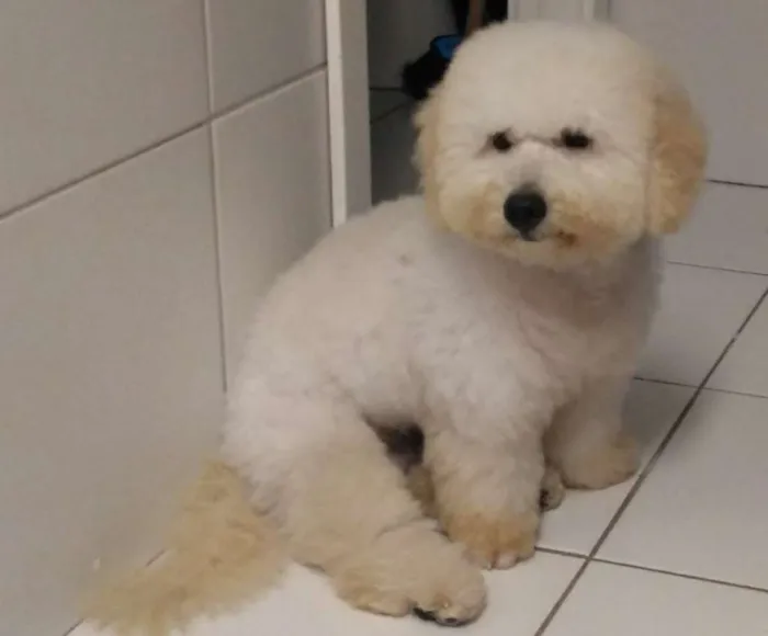 Cachorro raça Poodle idade 7 a 11 meses nome Lufi