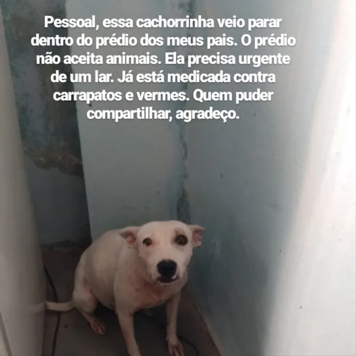 Cachorro ra a vira lata idade 5 anos nome Nao sei