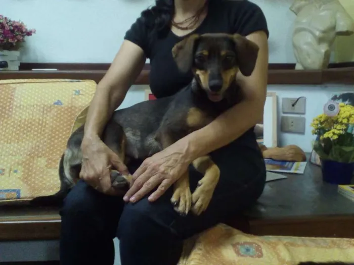 Cachorro ra a SRD idade 1 ano nome Mel