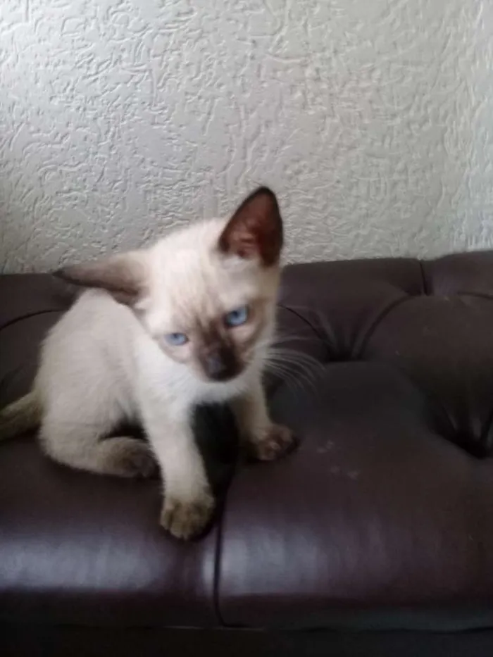 Gato ra a siames idade 2 a 6 meses nome filhotes