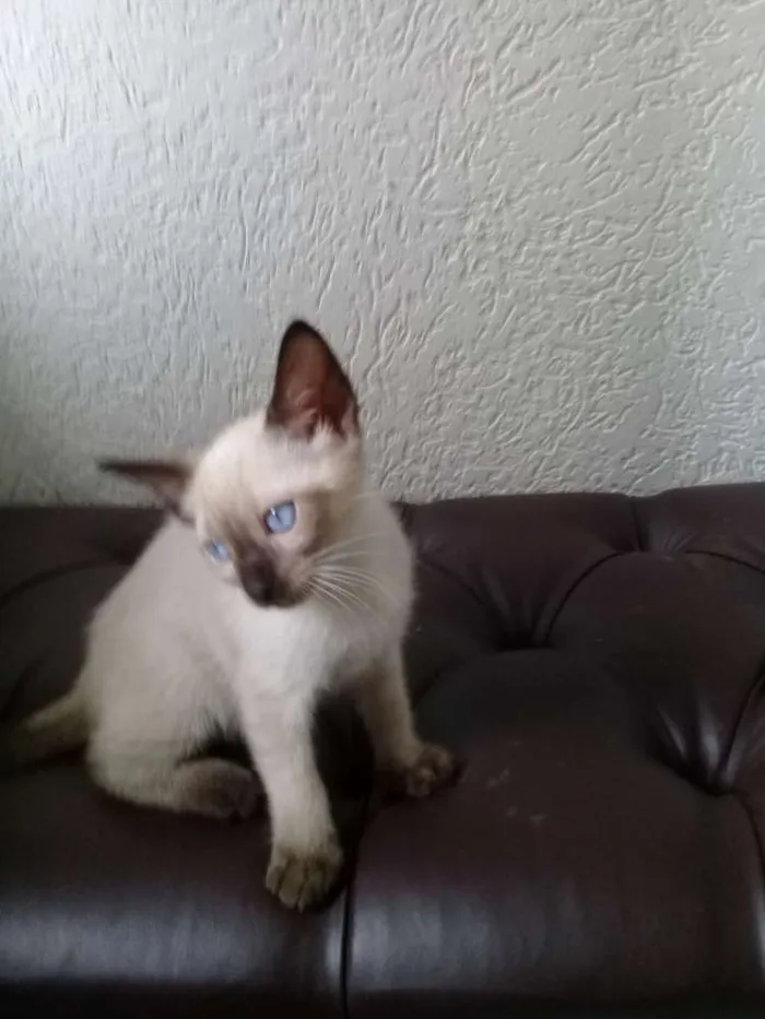 Gato ra a siames idade 2 a 6 meses nome filhotes