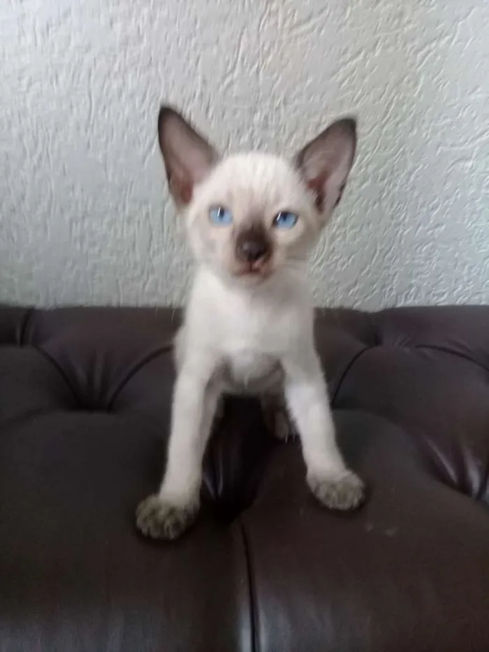 Gato ra a siames idade 2 a 6 meses nome filhotes
