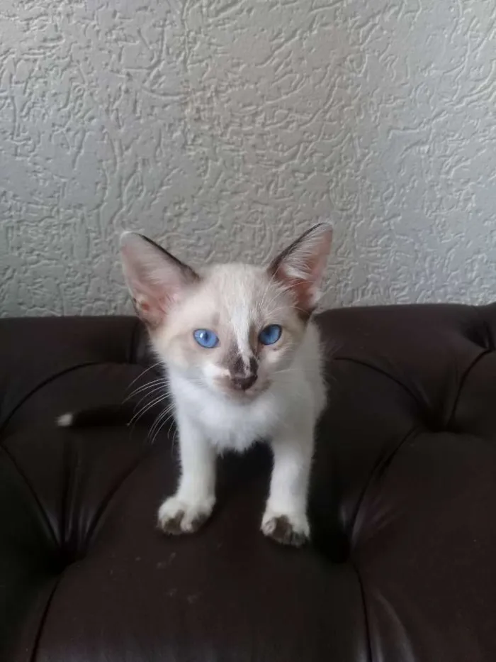 Gato ra a siames idade 2 a 6 meses nome filhotes