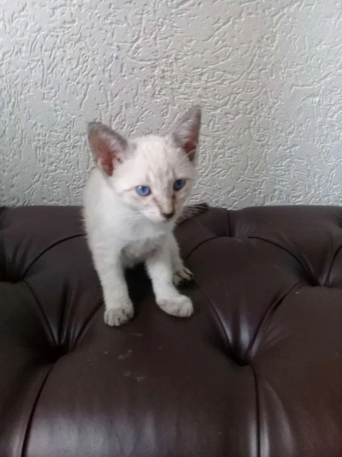 Gato ra a siames idade 2 a 6 meses nome filhotes