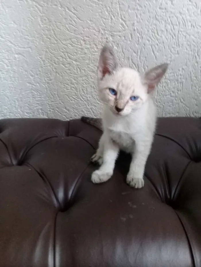 Gato ra a siames idade 2 a 6 meses nome filhotes