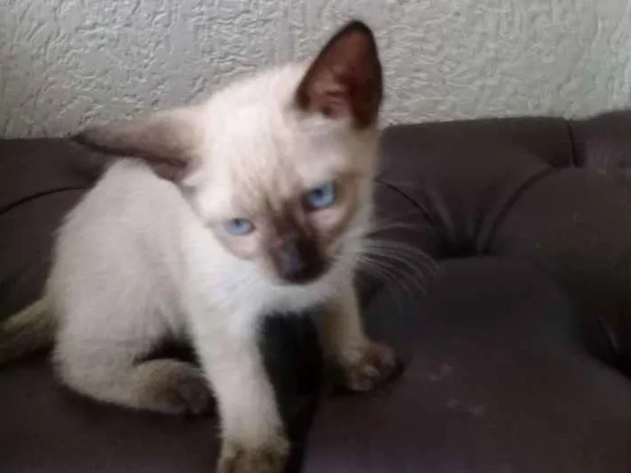 Gato ra a siames idade 2 a 6 meses nome filhotes