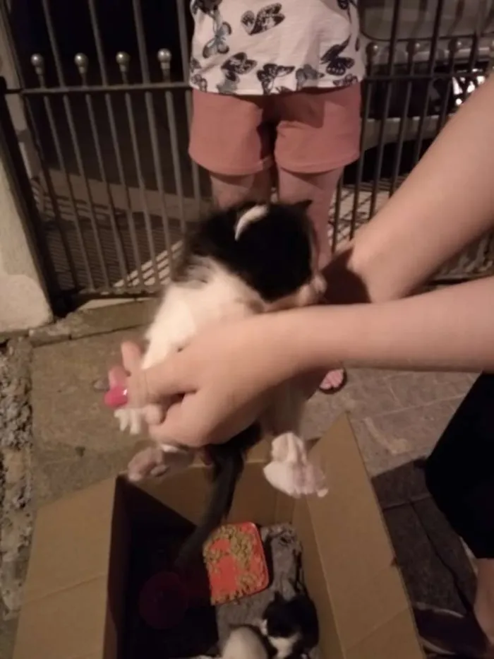 Gato ra a  idade Abaixo de 2 meses nome Tom Julie jerry