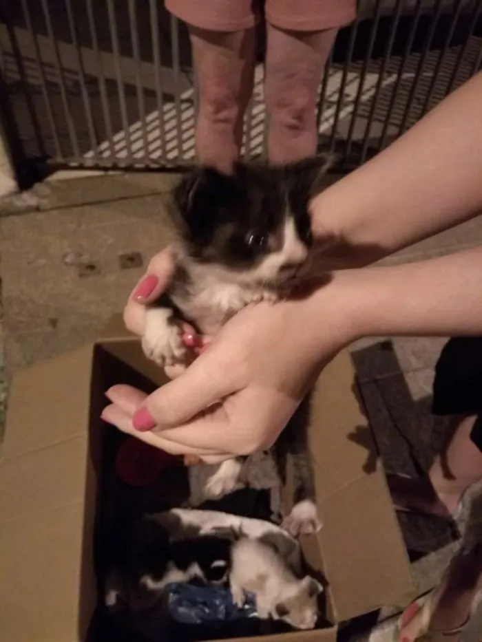 Gato ra a  idade Abaixo de 2 meses nome Tom Julie jerry