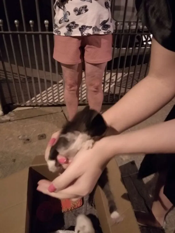 Gato ra a  idade Abaixo de 2 meses nome Tom Julie jerry