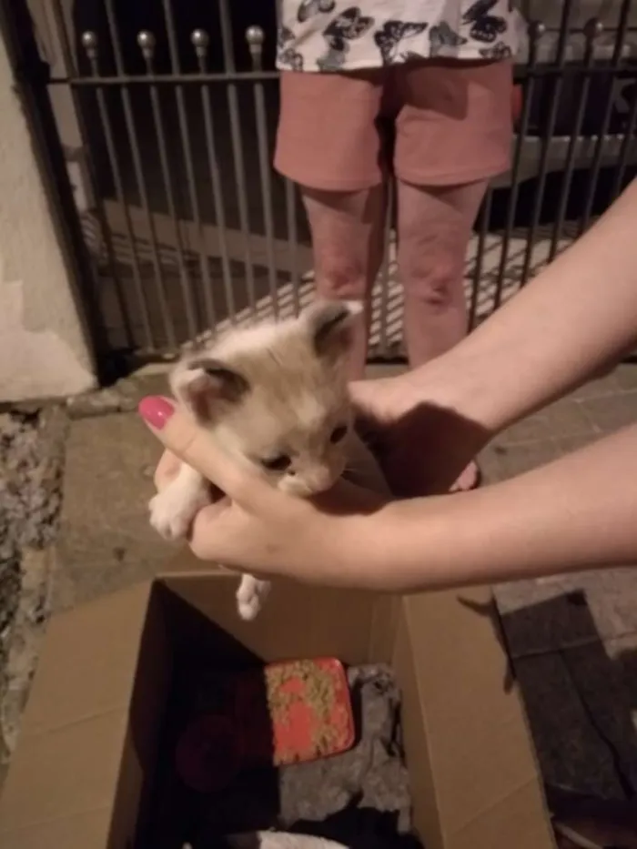 Gato ra a  idade Abaixo de 2 meses nome Tom Julie jerry