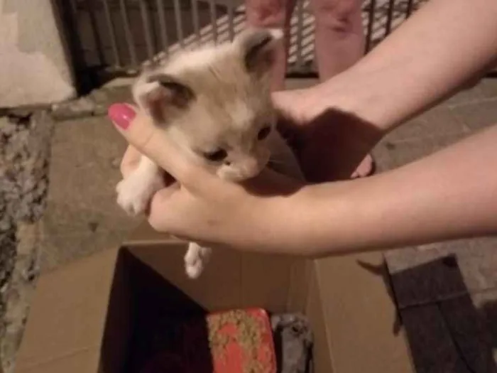 Gato ra a  idade Abaixo de 2 meses nome Tom Julie jerry
