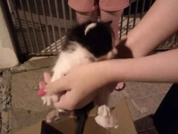 Gato ra a  idade Abaixo de 2 meses nome Tom Julie jerry