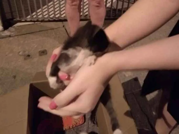 Gato ra a  idade Abaixo de 2 meses nome Tom Julie jerry