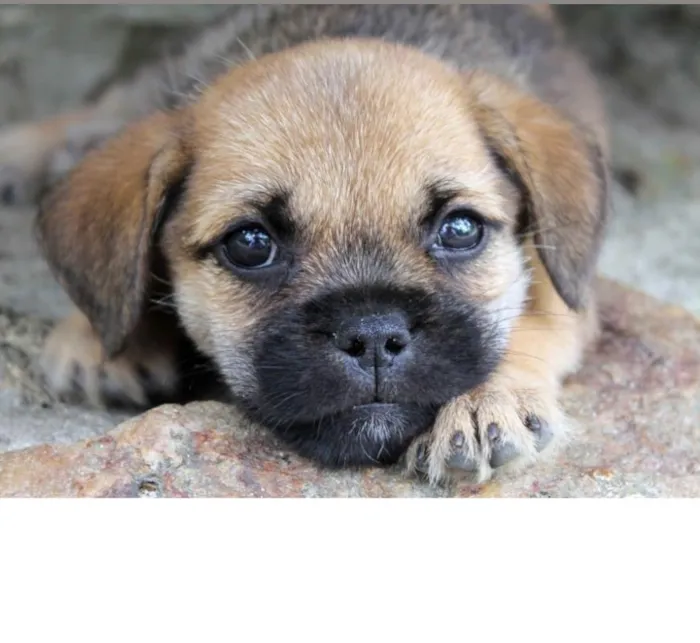 Cachorro raça Vira-lata mestiço idade Abaixo de 2 meses nome Sem nome 