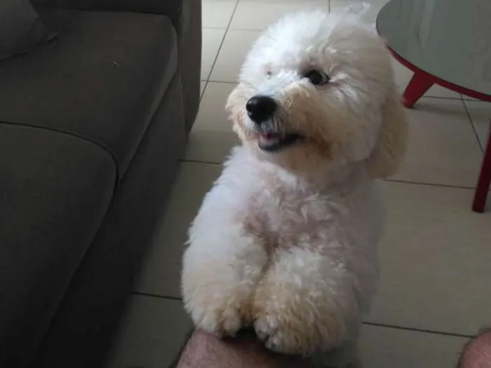 Cachorro raça Poodle idade 7 a 11 meses nome Lufi