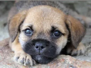 Cachorro raça Vira-lata mestiço idade Abaixo de 2 meses nome Sem nome 