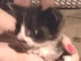 Tom Julie jerry