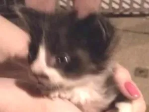 Gato raça  idade Abaixo de 2 meses nome Tom Julie jerry