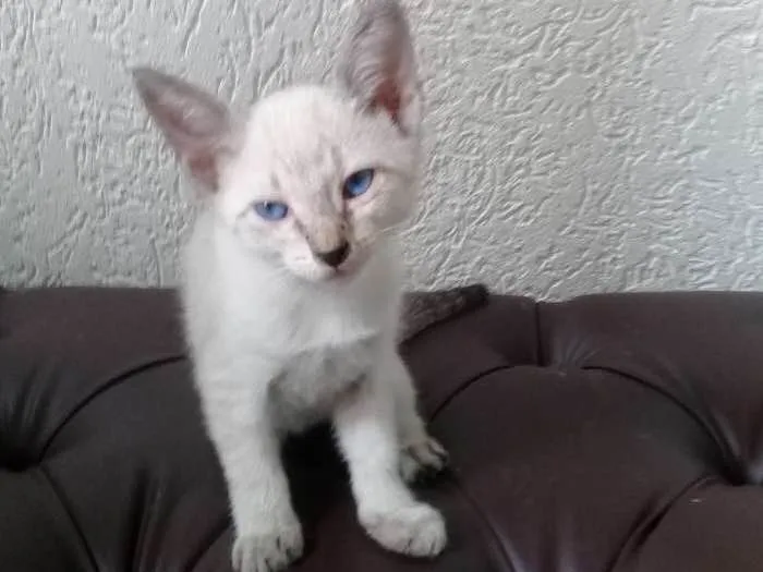 Gato ra a siames idade 2 a 6 meses nome filhotes