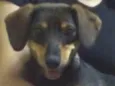 Mel