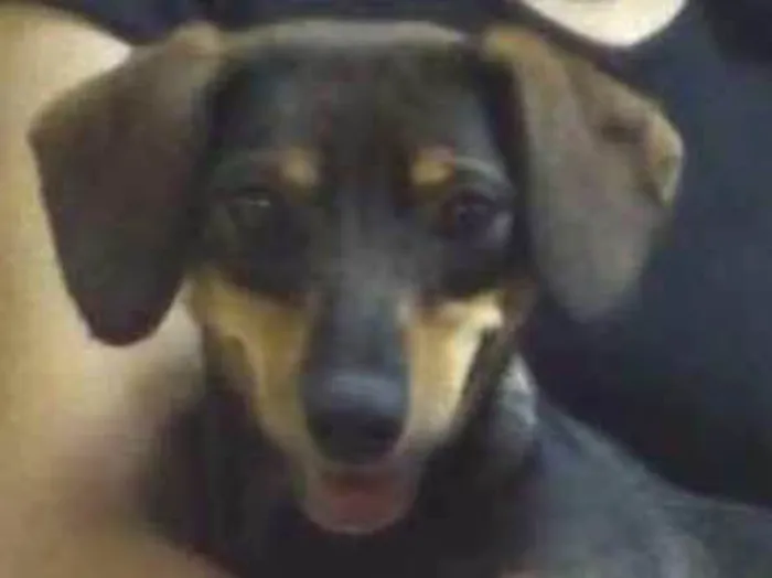 Cachorro ra a SRD idade 1 ano nome Mel