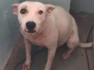 Cachorro raça vira lata idade 5 anos nome Nao sei