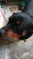 Preta