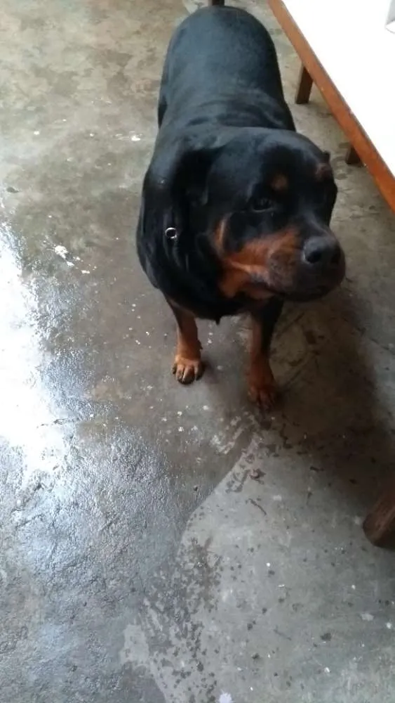 Cachorro ra a Rotwailler idade 6 ou mais anos nome Preta