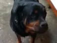 Preta