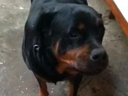 Cachorro ra a Rotwailler idade 6 ou mais anos nome Preta