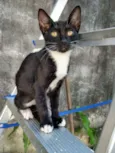 Magalu