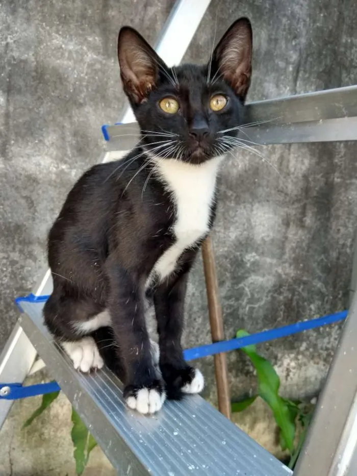 Gato ra a Vira lata idade 2 a 6 meses nome Magalu